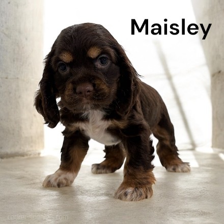 puppy, for, sale, Cocker Spaniel, Joe & Cherri  Overlease, dog, breeder, Miller, MO, dog-breeder, puppy-for-sale, forsale, nearby, find, puppyfind, locator, puppylocator, aca